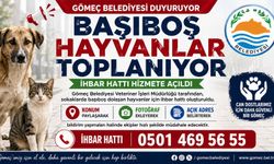 Gömeç Belediyesinden başıboş hayvanlar toplanıyor