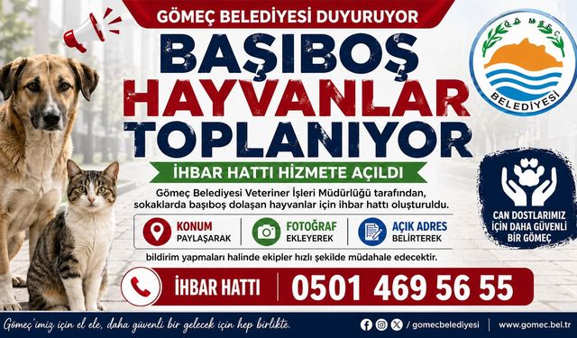 Gömeç Belediyesinden başıboş hayvanlar toplanıyor