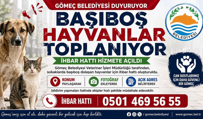 Gömeç Belediyesinden başıboş hayvanlar toplanıyor