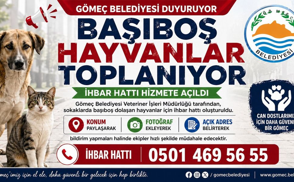 Gömeç Belediyesinden başıboş hayvanlar toplanıyor