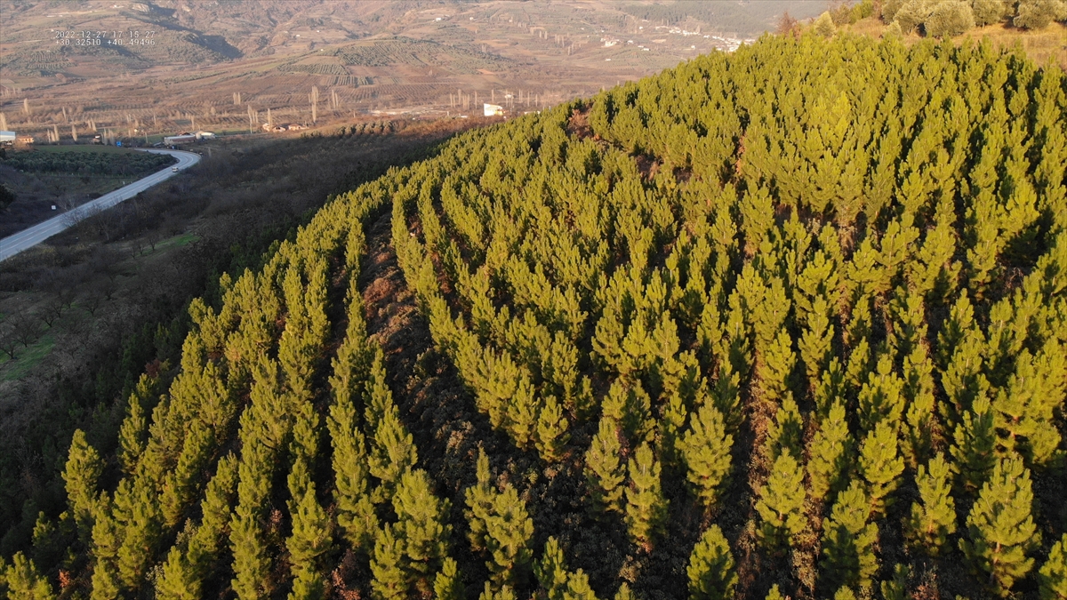 AA-20221228-29853956-29853947-SAKARYADA_ORMANCILAR_YILBASI_ONCESI_CAM_NOBETINDE